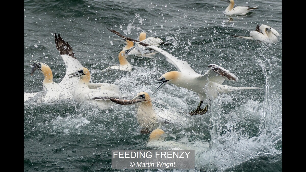 FEEDING FRENZY